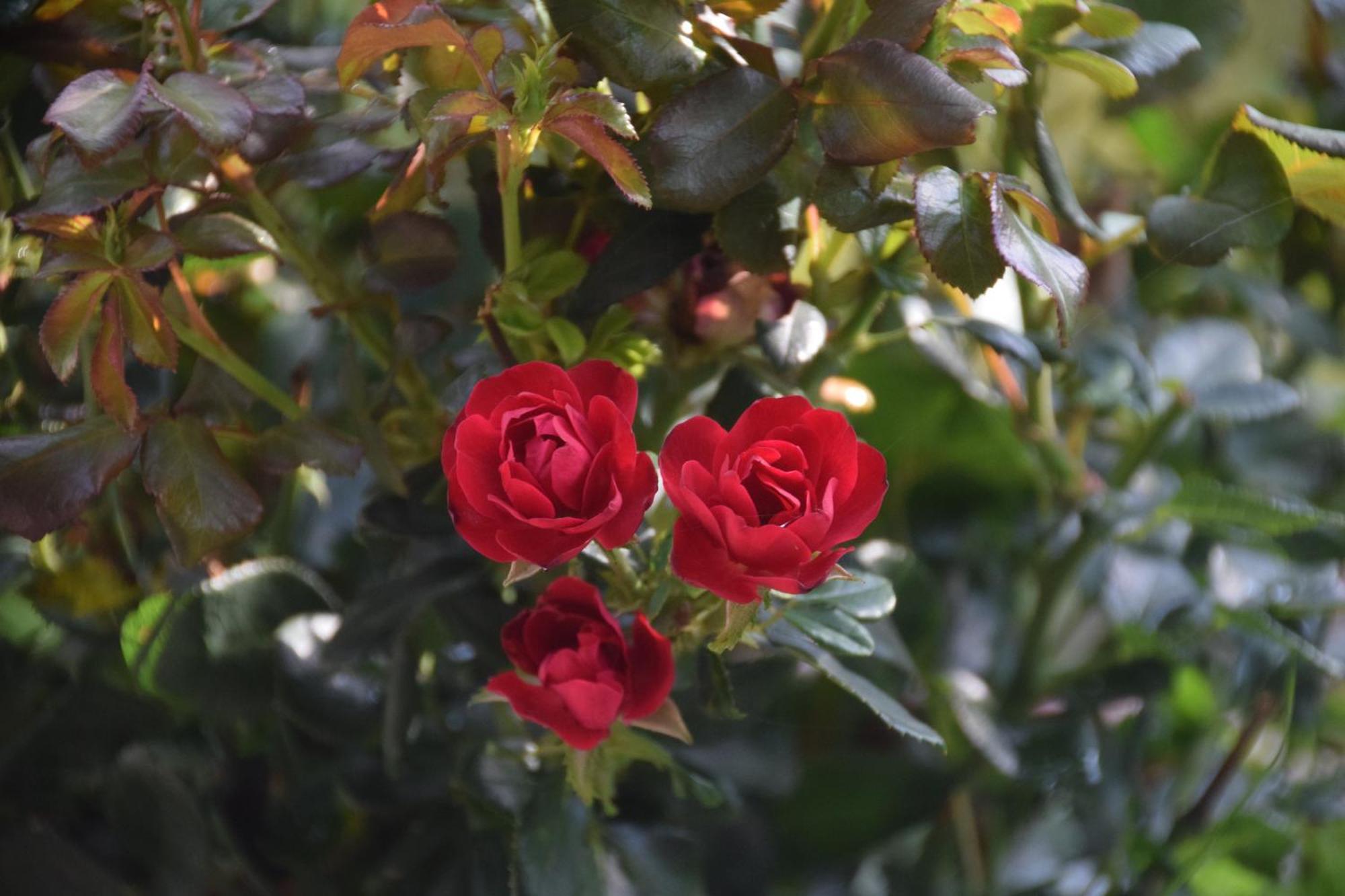 La Maison Des Roses Drachenbronn-Birlenbach Экстерьер фото